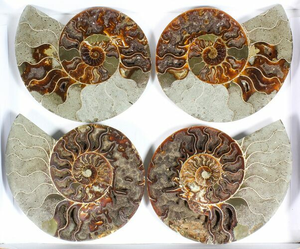 Lot: to Cut Ammonite Pairs (Grade B/C) - Pairs #77331
